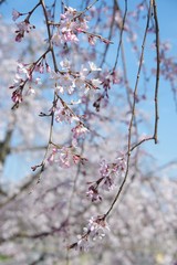 枝垂れ桜