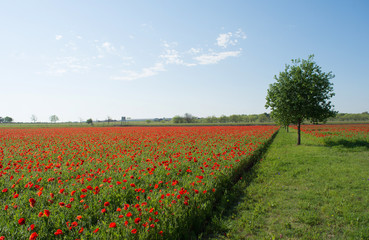 Fototapeta na wymiar field of red poppies at spring time for background