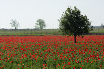field of red poppies in spring time at Texas for background, filtered tones