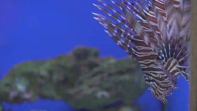 Poisonous fish lionfish close-up