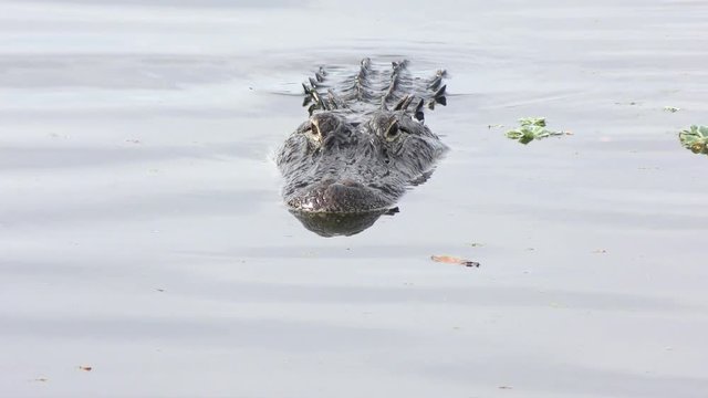 american alligator swims in a lake