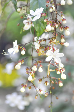 Nodding Clerodendron or Clerodendrum wallichii flower