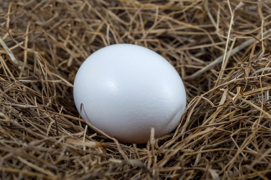 Close up of white egg laying in bird nest