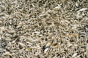Dead fish floated in the water