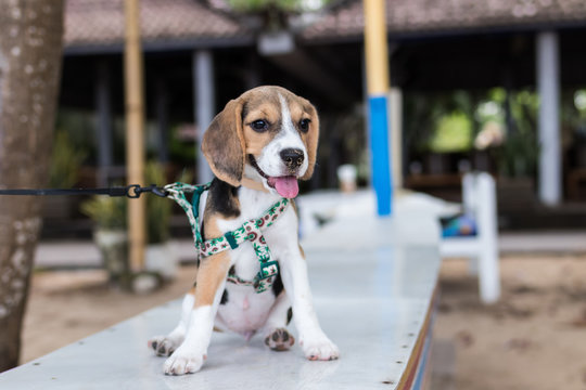 Beagle on an ocean beach of tropical Bali, Indonesia.