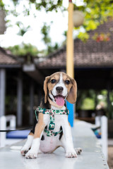 Beagle on an ocean beach of tropical Bali, Indonesia.