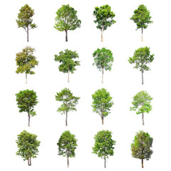 Isolated trees on white background , The collection of trees.
