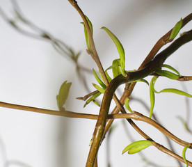 Grusskarte Äste Studio