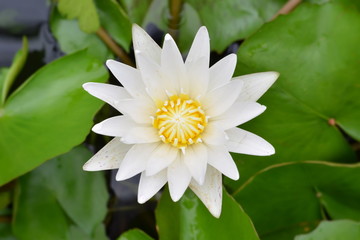Beautiful water lily or white lotus in a pond.