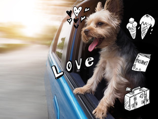 A happy  Yorkshire Terrier dog is hanging is tongue out of his mouth and ears blowing in the wind as he sticks his head out  driving car window.Love drawing sketch Idea Concept with Doodle style.