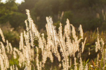 Fototapeta premium Grass flower
