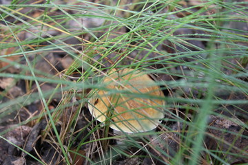 One small porcini in a summer forest 20171