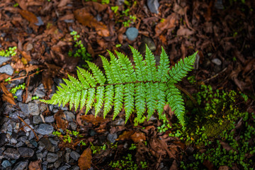 Native New Zealand Silver Tree Ferns, moving in the wind in a sub-tropical rain-forest. The Silver Fern is a national symbol of New Zealand.