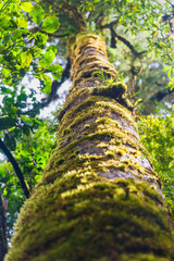 Fototapeta premium The trees in the humid tropical forest covered with moss