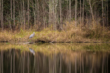 Heron