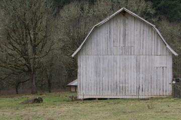 Old Grey Wooden Barn in the Country - Composition off center to right, mid frame - use barn or area left of barn for copy with or without text box (HDR Image)