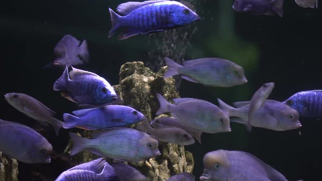 Flock of cichlids in the aquarium