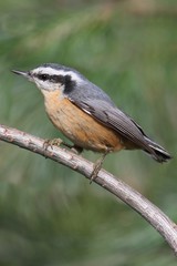 Red-breasted Nuthatch On A Perch