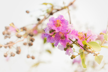 Lagerstroemia macrocarpa Wall Flower,Lythraceae,Queen's flower.