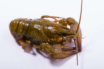 Crayfish on a white background