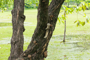 Squirrel posing on tree