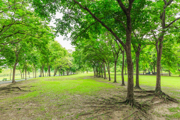Obraz premium Green city park in sunny summer day
