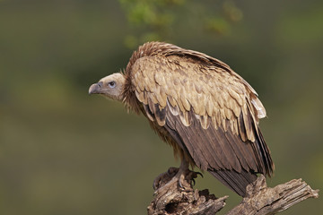 Griffon vulture (Gyps fulvus)