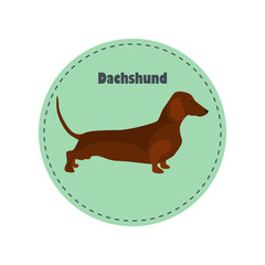 Dachshund dog color flat icon for web and mobile design