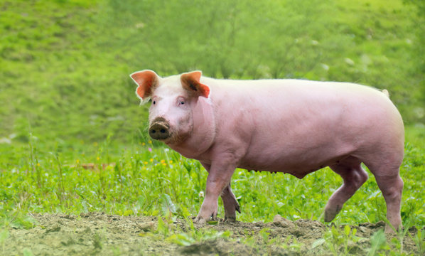 ein gl&uuml;ckliches Hausschwein l&auml;uft auf einer Wiese herum