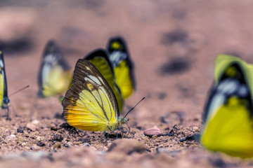 Butterfly down to eat the soil.