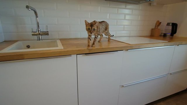 Cat walking on kitchen working surface in slow motion. Alone in house tomcat is looking for some food in dinner room moving on table from hob to sink, going to jump off. Bengal kitten has wonderful