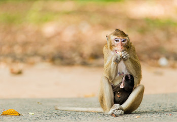 Obraz premium .Monkey is happily family.