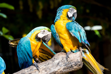 Macaw