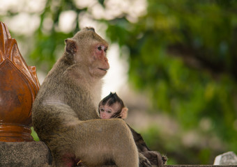 .Monkey is happily family.