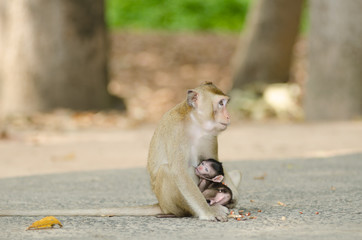 .Monkey is happily family.