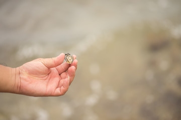 Fresh oyster from the sea beach on the rocks