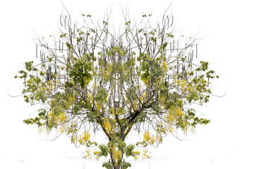 golden shower tree and green leaf ,isolated on white