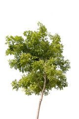 leaf of Horse radish tree or Drumstick make medicine,isolated on white