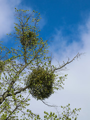 Weißbeerige Mistel auf einem Baum