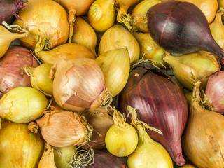 Many different onion varieties as background