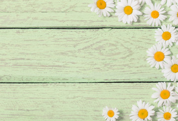 chamomile flower over green wooden background