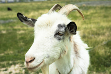 Heppy white goat
