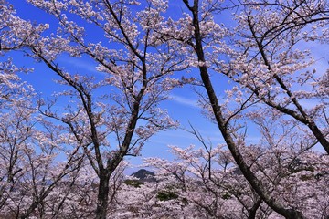 野津原のサクラ