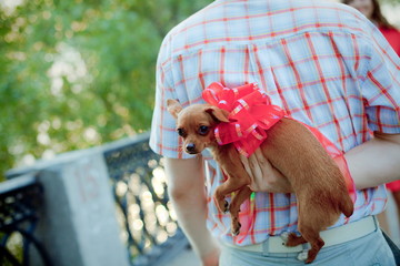 puppy tied with a bow as a gift from men