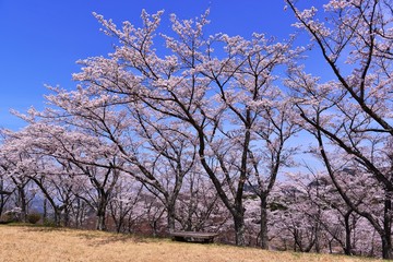野津原のサクラ