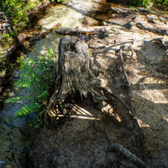 Hollow Tree Stump