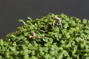 Miniature scale model gardeners working on cress