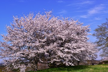 岡城の桜