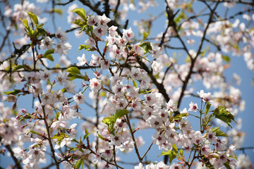 Beautiful white Cherry blossom in the garden