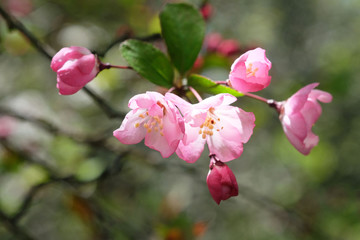  Beautiful pink cherry blossom in the garden